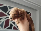 Toy Poodle Yeni Doğmuş