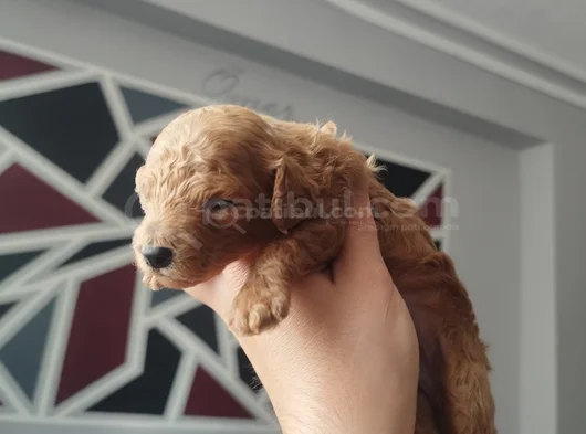 Toy Poodle Yeni Doğmuş görsel