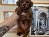 Kore Kan Toy Poodle Yavrular