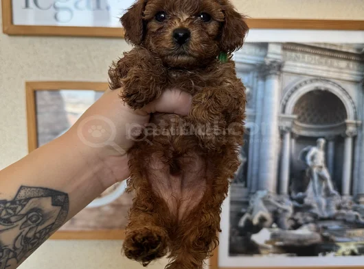 Kore Kan Toy Poodle Yavrular görsel