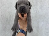 Üst Kalite Dev Blue Cane Corso