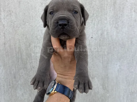Üst Kalite Dev Blue Cane Corso görsel