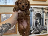 Kore Kan Toy Poodle Yavrular