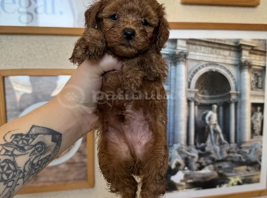 Kore Kan Toy Poodle Yavrular görsel