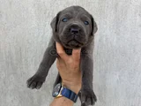 Üst Kalite Dev Blue Cane Corso
