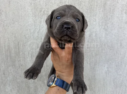 Üst Kalite Dev Blue Cane Corso görsel
