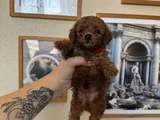 Kore Kan Toy Poodle Yavrular