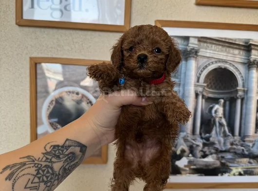 Kore Kan Toy Poodle Yavrular görsel