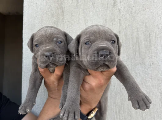 Üst Kalite Dev Blue Cane Corso görsel