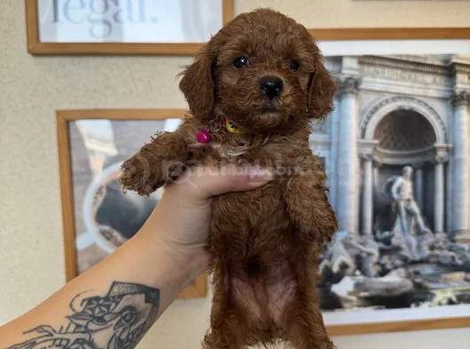 Kore Kan Toy Poodle Yavrular görsel