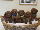 Kore Kan Toy Poodle Yavrular