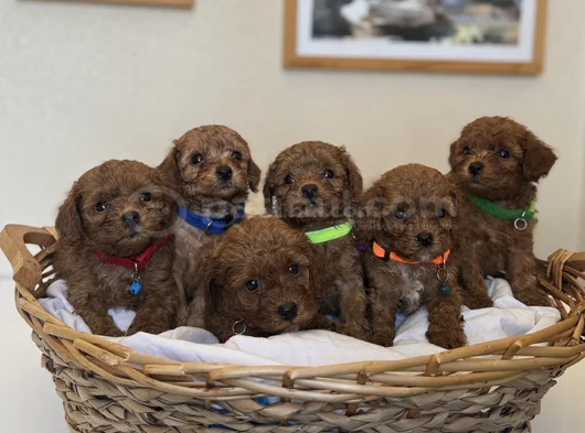 Kore Kan Toy Poodle Yavrular