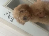 Ücretsiz Toy Poodle  5 Aylık Erkek Adana