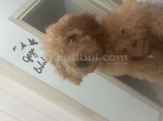 Ücretsiz Toy Poodle  5 Aylık Erkek Adana görsel