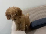Ücretsiz Toy Poodle  5 Aylık Erkek Adana