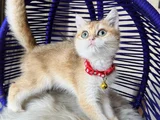 Özel Irk British Shorthair Golden Ny12