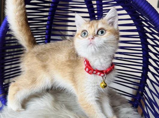 Özel Irk British Shorthair Golden Ny12 görsel