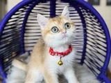 Özel Irk British Shorthair Golden Ny12