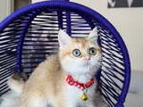 Özel Irk British Shorthair Golden Ny12