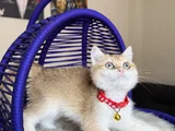 Özel Irk British Shorthair Golden Ny12