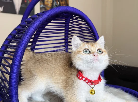 Özel Irk British Shorthair Golden Ny12 görsel