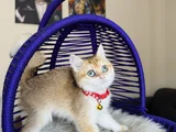 Özel Irk British Shorthair Golden Ny12