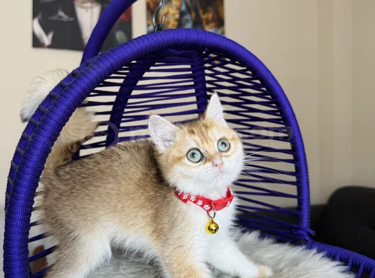 Özel Irk British Shorthair Golden Ny12 görsel