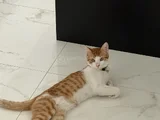 Çaki Dolma Yuva Arıyor