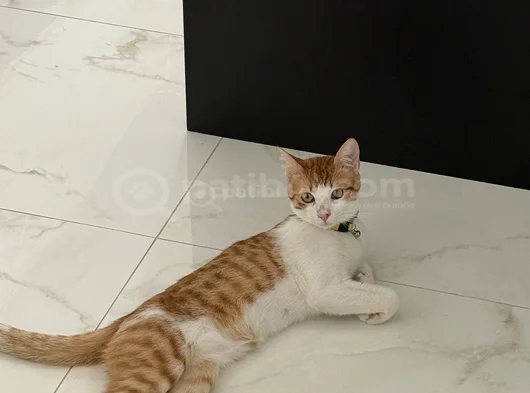 Çaki Dolma Yuva Arıyor görsel