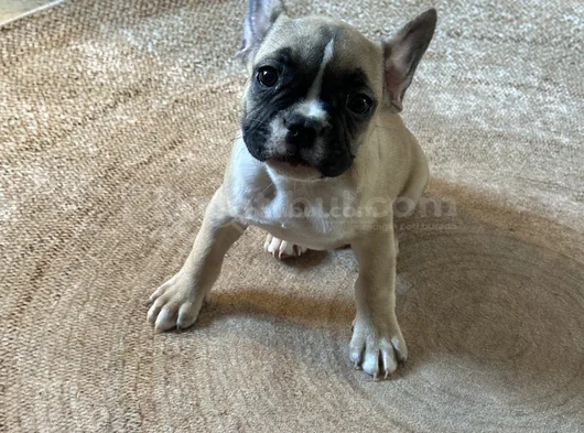3 Aylık Kaliteli French Bulldog Yavrularımız