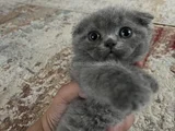Scottish Fold Yavrularımız Yeni Yuvalarını Arıyor
