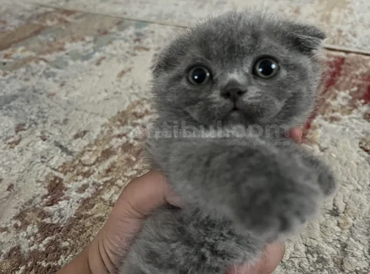 Scottish Fold Yavrularımız Yeni Yuvalarını Arıyor görsel
