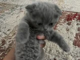 Scottish Fold Yavrularımız Yeni Yuvalarını Arıyor