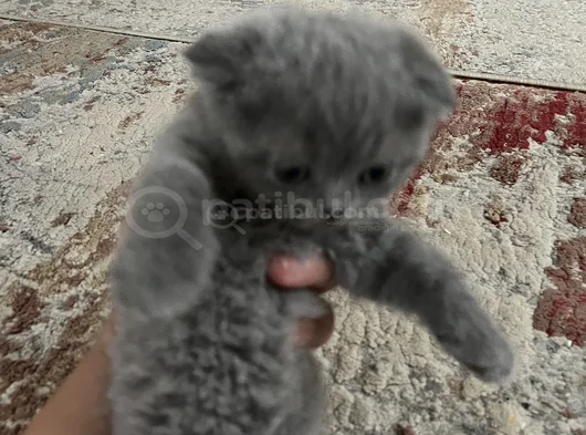 Scottish Fold Yavrularımız Yeni Yuvalarını Arıyor görsel