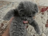 Scottish Fold Yavrularımız Yeni Yuvalarını Arıyor