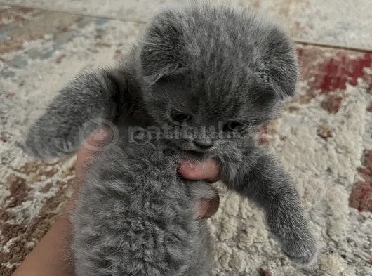 Scottish Fold Yavrularımız Yeni Yuvalarını Arıyor görsel