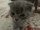 Scottish Fold Yavrularımız Yeni Yuvalarını Arıyor