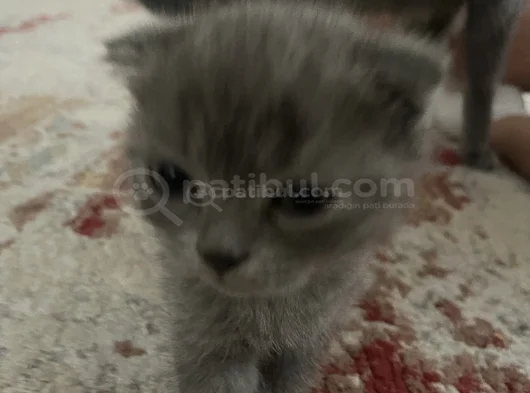 Scottish Fold Yavrularımız Yeni Yuvalarını Arıyor görsel