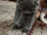 Scottish fold yavrularımız yeni yuvalarını arıyor