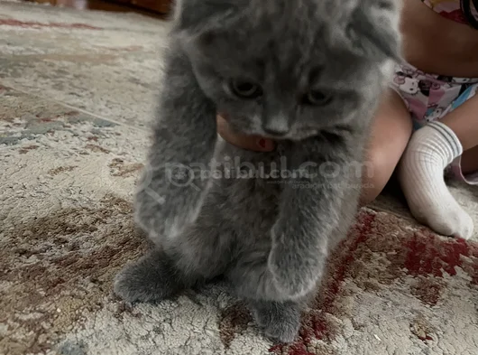 Scottish Fold Yavrularımız Yeni Yuvalarını Arıyor