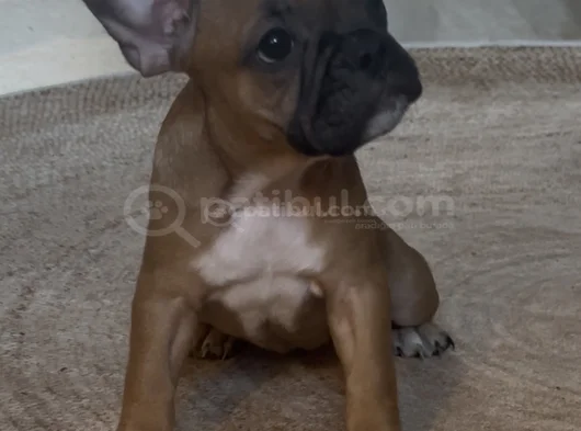 3 Aylık Kaliteli French Bulldog Yavrularımız görsel