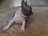 3 Aylık Kaliteli French Bulldog Yavrularımız
