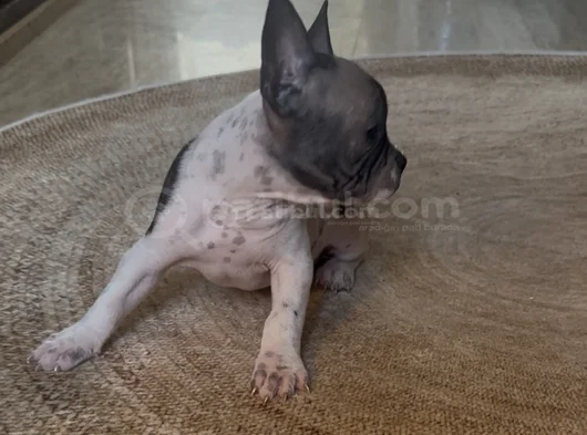 3 Aylık Kaliteli French Bulldog Yavrularımız görsel