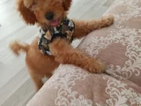 Ücretsiz Toy Poodle  5 Aylık Erkek Adana