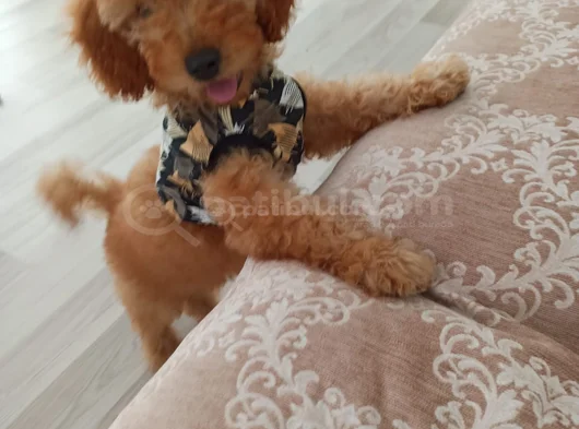 Ücretsiz Toy Poodle  5 Aylık Erkek Adana görsel