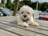 MALTESE TERRİER XS EVİMİZİN BÜYÜMEYEN CAN DOSTLARI
