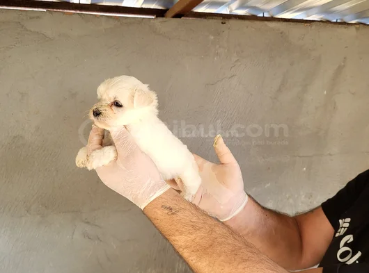 Maltes Yavrularımız Yeni Ailelerine Gitmeye Hazirlar görsel