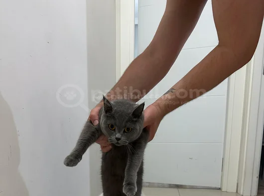 Kedimiz Cimcimeyi Sahiplendiriyorum