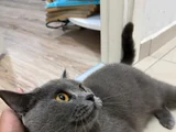Kedimiz Cimcimeyi Sahiplendiriyorum