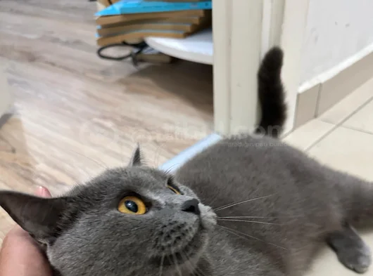 Kedimiz Cimcimeyi Sahiplendiriyorum görsel